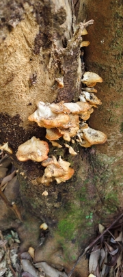 Thumbnail of pic_Derek_Wong_013.jpg