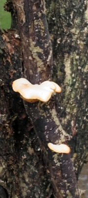 Thumbnail of pic_Derek_Wong_025.jpg