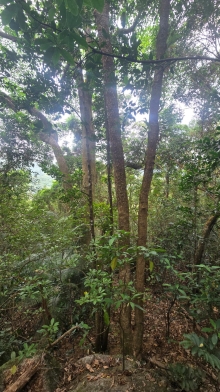 Thumbnail of pic_KW_Li_007.jpg