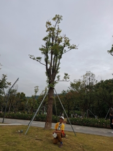 Thumbnail of pic_Szeto_012.jpg