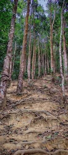 Thumbnail of pic_Cindy_Tse_046.jpg