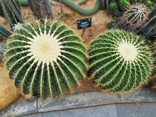 Thumbnail of pic_Lee_Shing_035.JPG