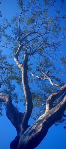 Thumbnail of pic_Cindy_Tse_003.jpg