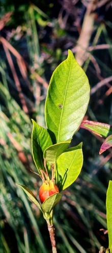 Thumbnail of pic_Cindy_Tse_025.jpg