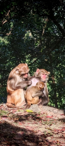 Thumbnail of pic_Cindy_Tse_006.jpg