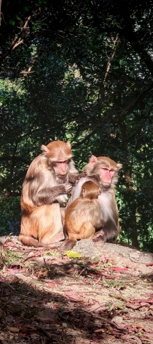 Thumbnail of pic_Cindy_Tse_007.jpg