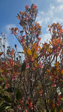 Thumbnail of pic_KW_Li_014.jpg