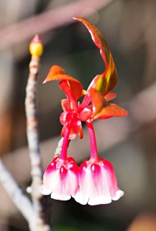 Thumbnail of pic_Lee_Shing_017.JPG