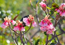 Thumbnail of pic_Lee_Shing_018.JPG