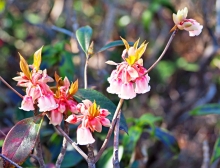 Thumbnail of pic_Lee_Shing_021.JPG