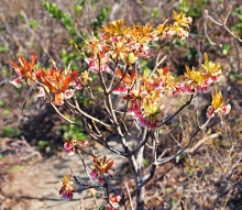 Thumbnail of pic_Lee_Shing_022.JPG