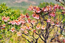 Thumbnail of pic_Lee_Shing_024.JPG