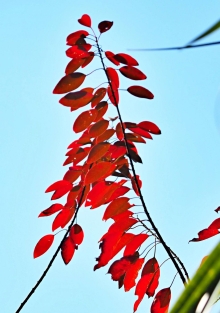 Thumbnail of pic_Lee_Shing_034.JPG