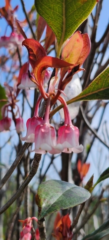 Thumbnail of pic_Si9_017.jpg