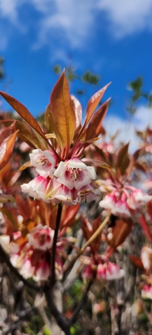 Thumbnail of pic_Si9_030.jpg