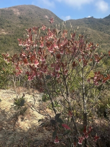 Thumbnail of pic_TB_Tung_009.JPG