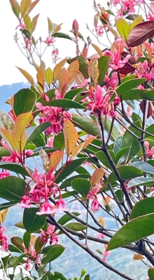 Thumbnail of pic_Dicky_Poon_002.JPG