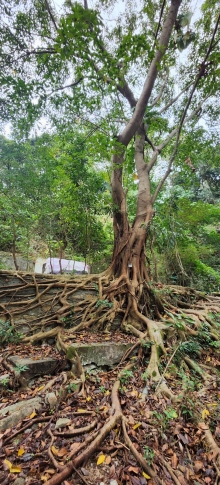 Thumbnail of pic_Si9_002.jpg