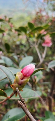 Thumbnail of pic_Si9_011.jpg