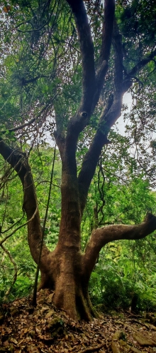 Thumbnail of pic_Cindy_Tse_025.jpg