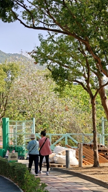 Thumbnail of pic_KL_Sin_074.jpg