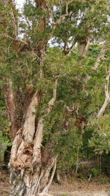 Thumbnail of pic_KL_Sin_044.jpg