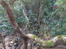 Thumbnail of pic_Sun_Chow_004.JPG