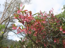 Thumbnail of pic_Sun_Chow_020.JPG