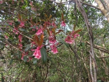 Thumbnail of pic_Sun_Chow_022.JPG