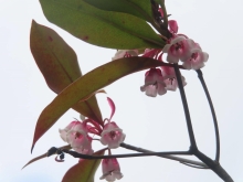 Thumbnail of pic_Sun_Chow_024.JPG