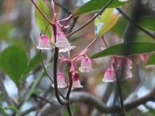 Thumbnail of pic_Sun_Chow_037.JPG