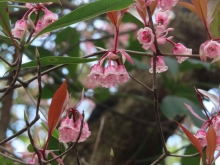 Thumbnail of pic_Sun_Chow_040.JPG