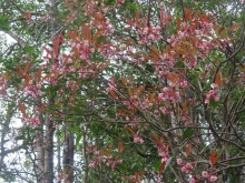 Thumbnail of pic_Sun_Chow_041.JPG