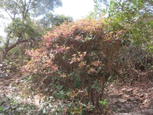 Thumbnail of pic_Sun_Chow_052.JPG