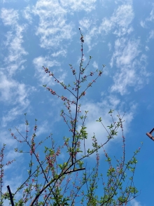 Thumbnail of pic_Winnie_Chung_001.JPG