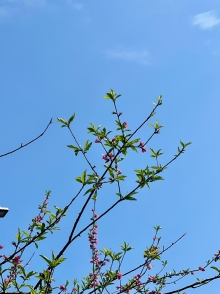 Thumbnail of pic_Winnie_Chung_006.JPG