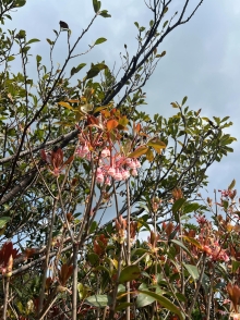 Thumbnail of pic_Winnie_Chung_040.JPG