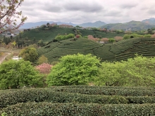 Thumbnail of 20260306_056.JPG