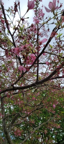 Thumbnail of pic_Teresa_Tse_112.jpg