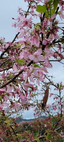 Thumbnail of pic_Teresa_Tse_115.jpg