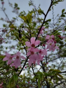 Thumbnail of pic_Teresa_Tse_131.jpg