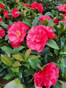 Thumbnail of pic_Teresa_Tse_186.jpg