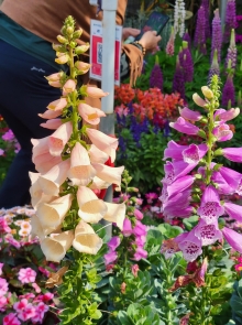 Thumbnail of pic_Teresa_Tse_190.jpg