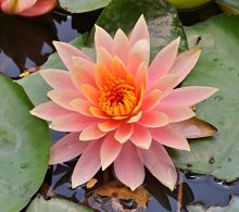 Thumbnail of pic_Lee_Shing_037.JPG