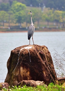 Thumbnail of pic_Lee_Shing_041.JPG