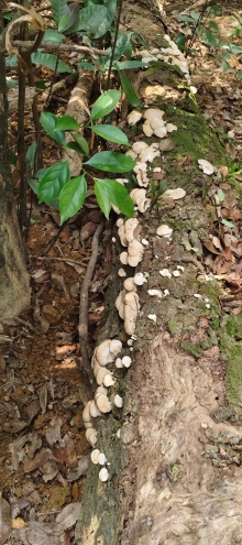 Thumbnail of pic_Derek_Wong_101.jpg