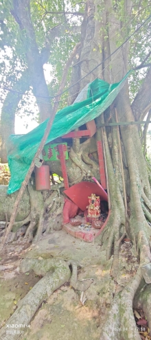 Thumbnail of pic_Fong_078.jpg