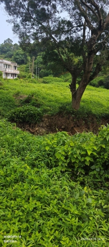 Thumbnail of pic_Fong_097.jpg