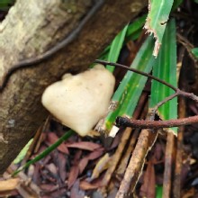 Thumbnail of pic_Derek_Wong_007.jpg