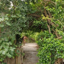 Thumbnail of pic_KL_Sin_033.jpg